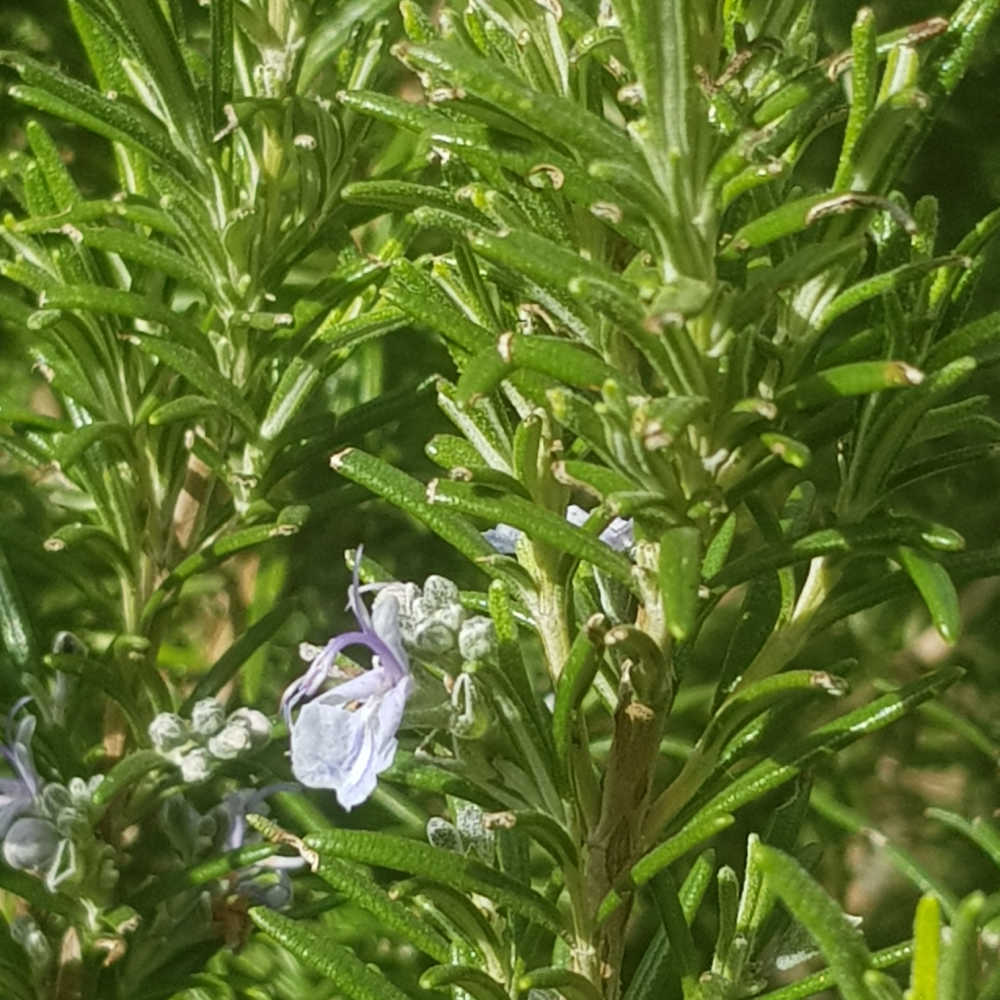 How To Grow Rosemary From Cuttings Indoors & Outdoors