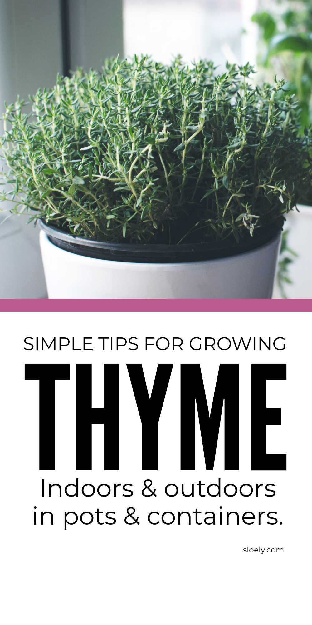 How To Grow Thyme From Cuttings and Seed
