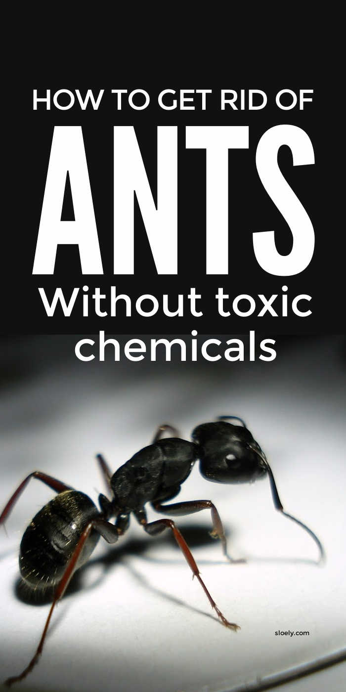 Get Rid Of Ants Naturally