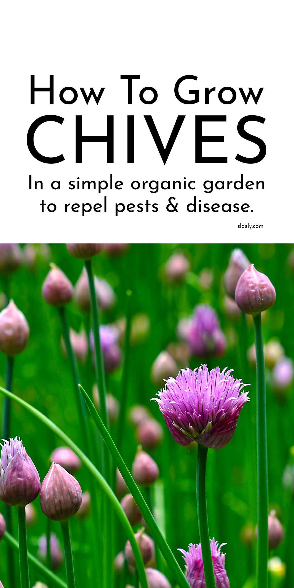 How To Grow Chives As Companion Plants