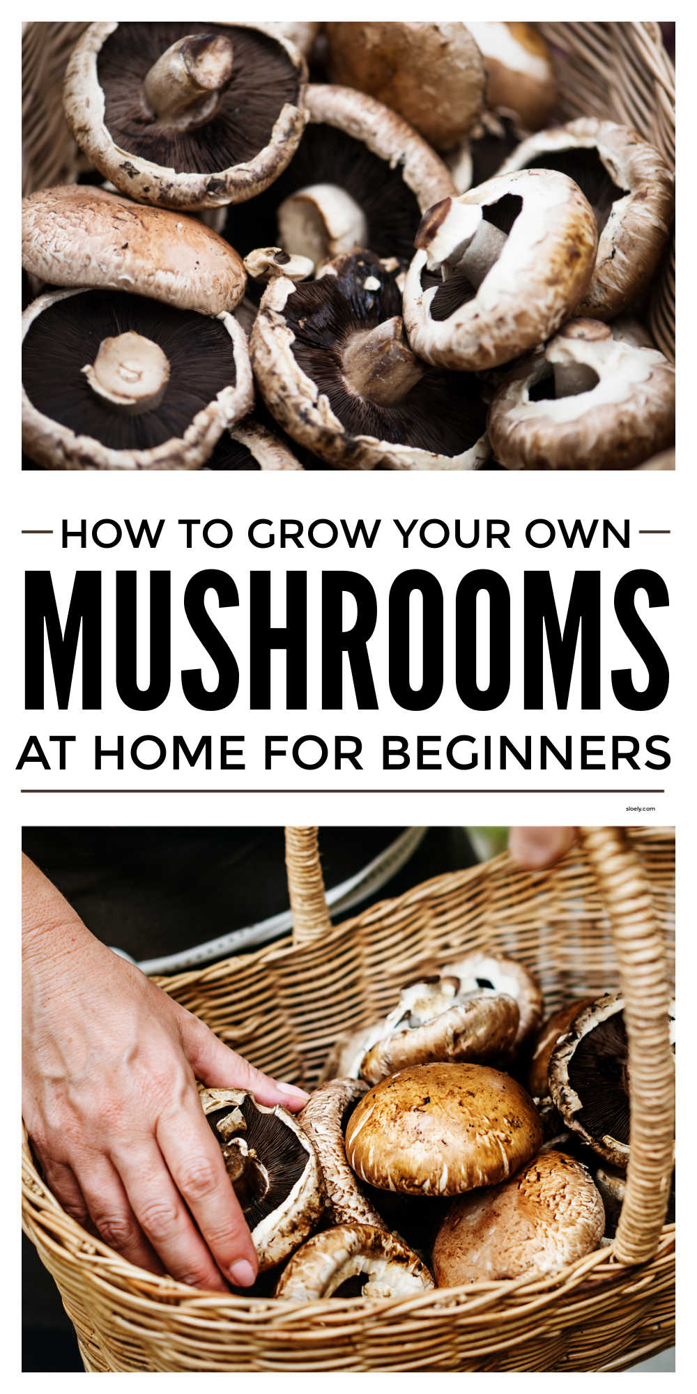 How To Grow Mushrooms