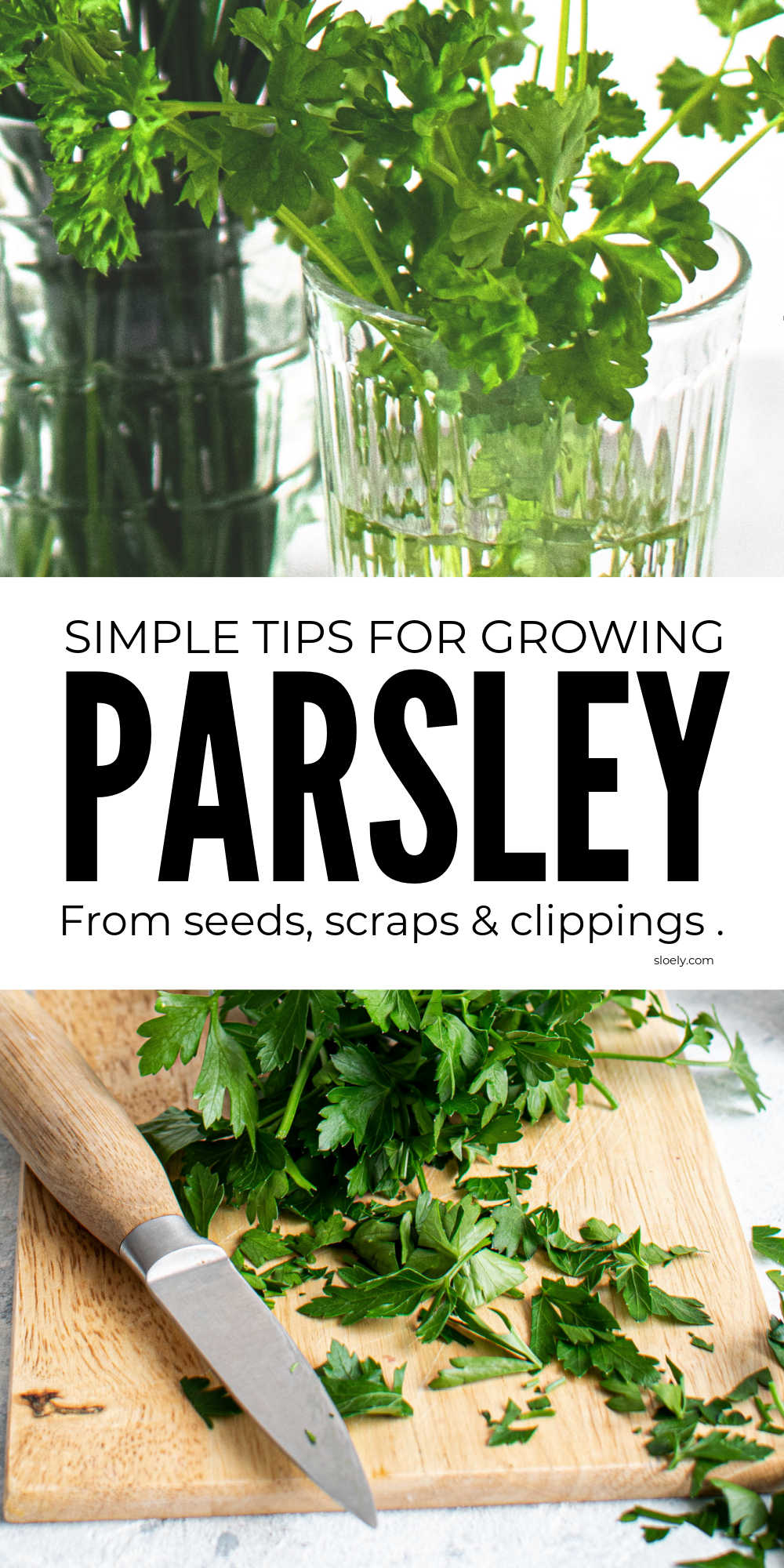 How To Grow Parsley Quickly From Cuttings And Seeds