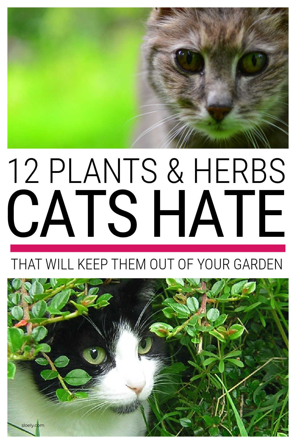 Cat Repellent Plants And Herbs