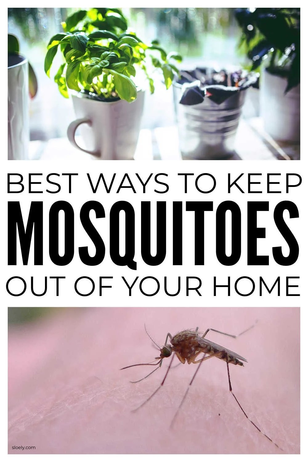 Natural Mosquito Repellents For The Garden & Camping