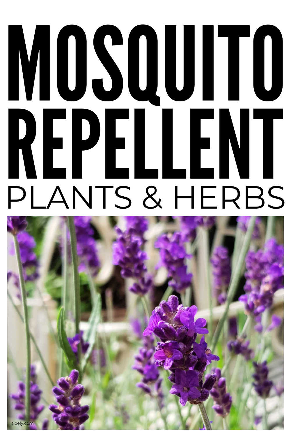 Natural Mosquito Repellents For The Garden & Camping