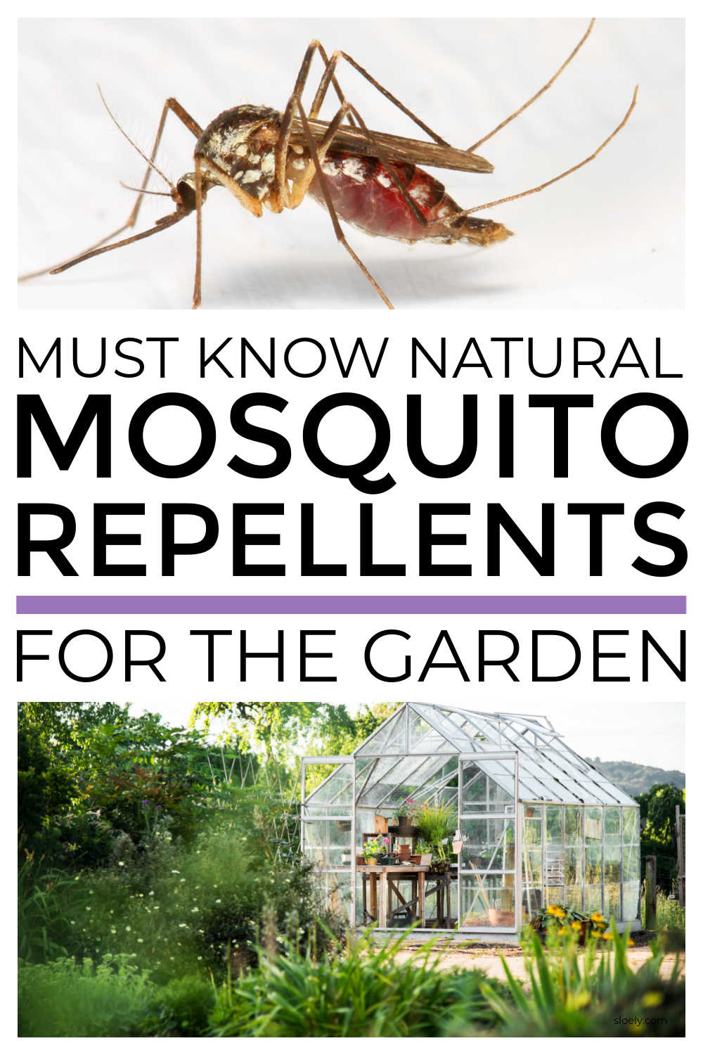 Natural Mosquito Repellents For The Garden & Camping