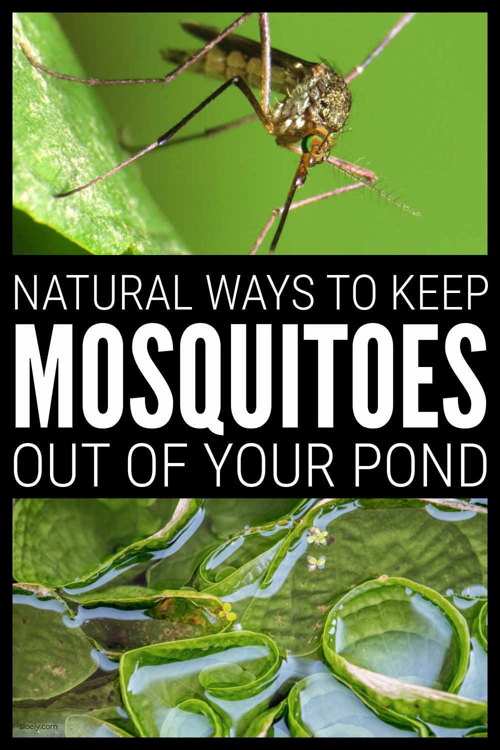 Natural Mosquito Repellents For The Garden & Camping
