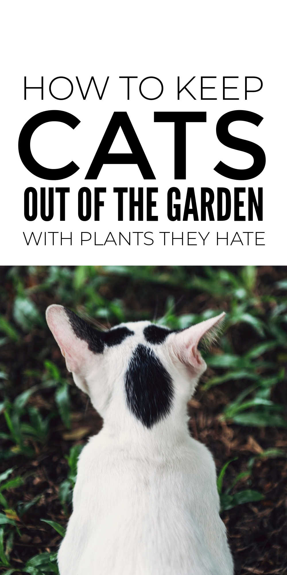 Cat Repellent Plants And Herbs