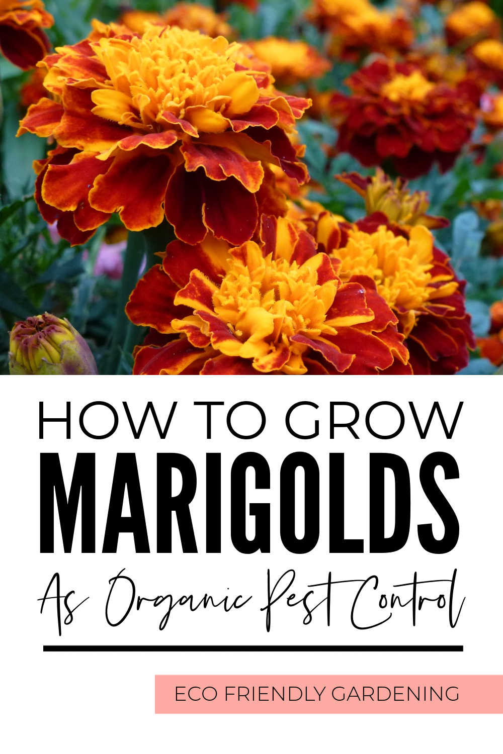 Growing Marigolds To Control Pests Organically