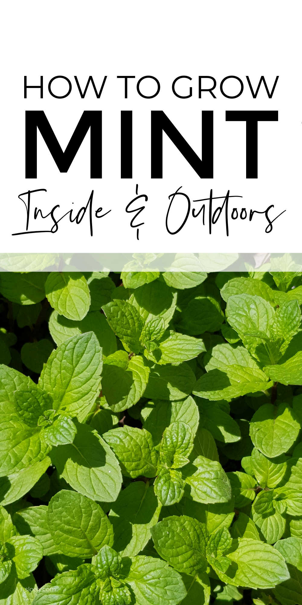 Growing Mint In Pots From Cuttings