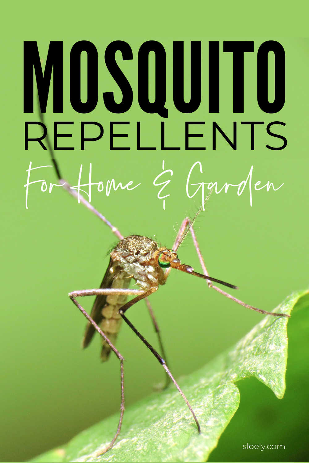 Natural Mosquito Repellents For The Garden & Camping