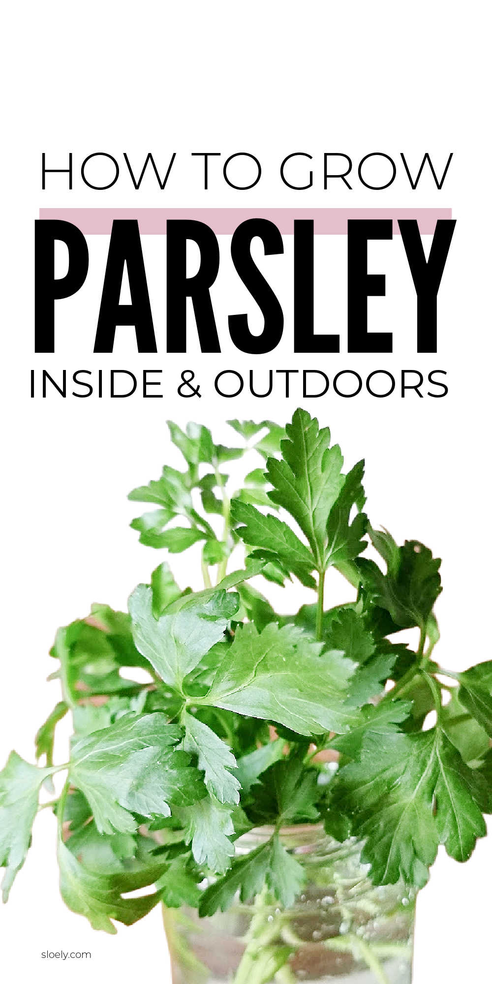 How To Grow Parsley Quickly From Cuttings And Seeds