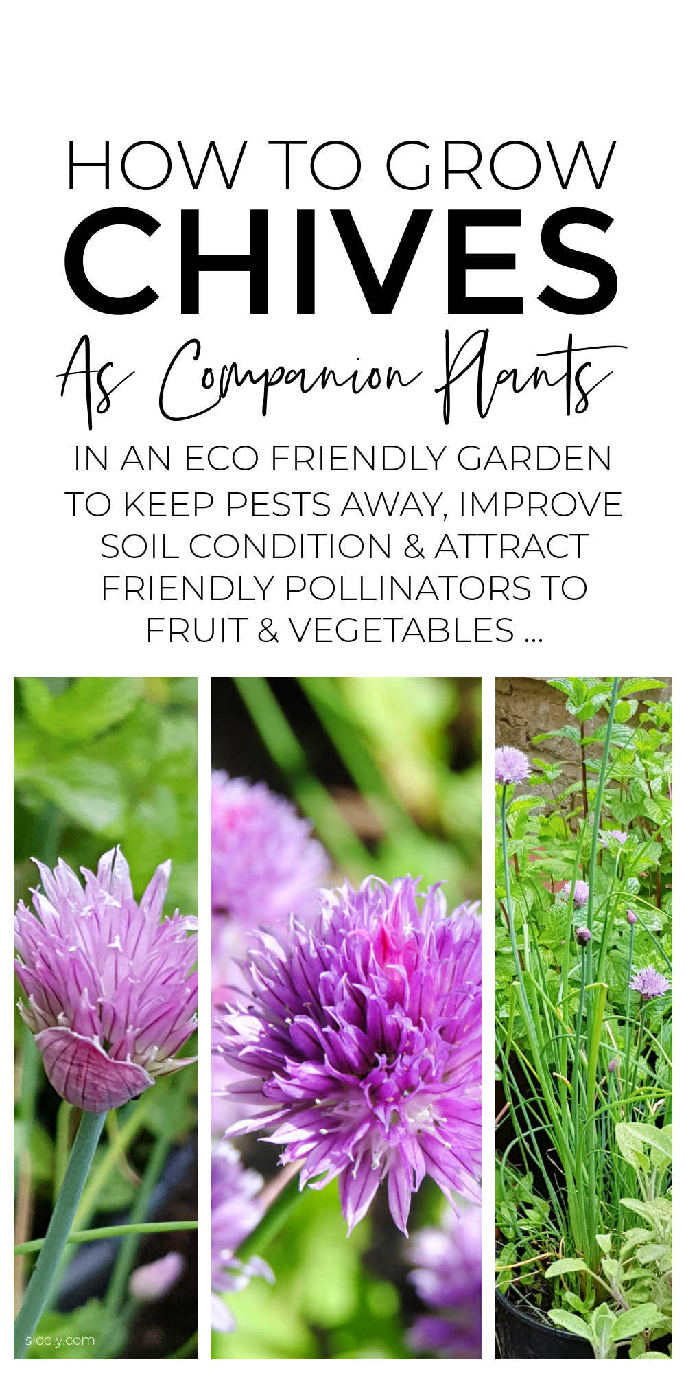 How To Grow Chives As Companion Plants