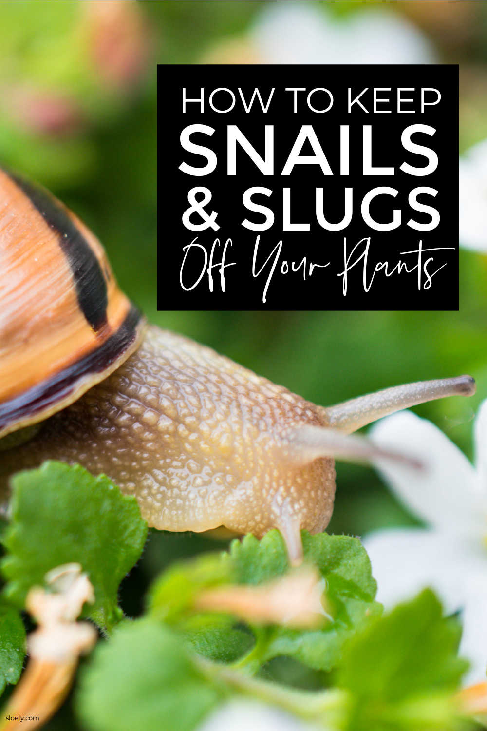Get Rid Of Slugs And Snails Naturally