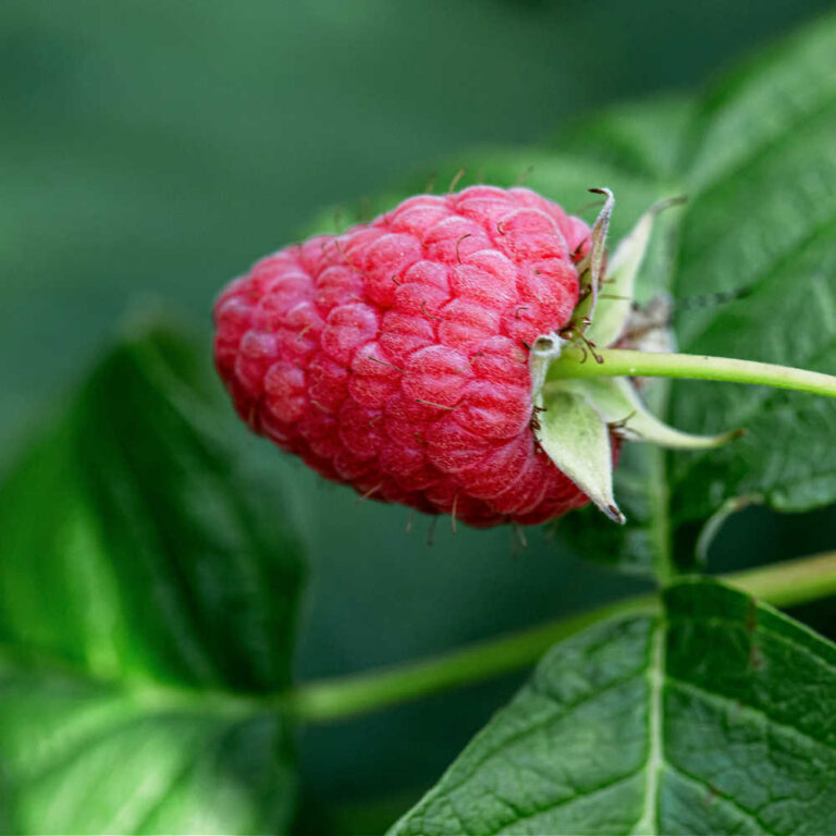 How To Grow Raspberries In A Small Space