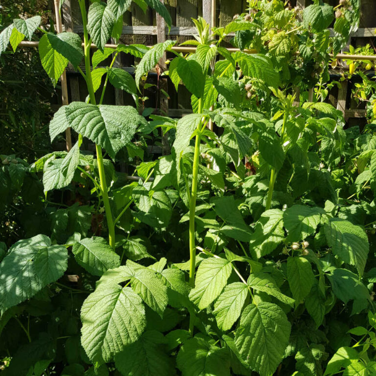 How To Grow Raspberries In A Small Space