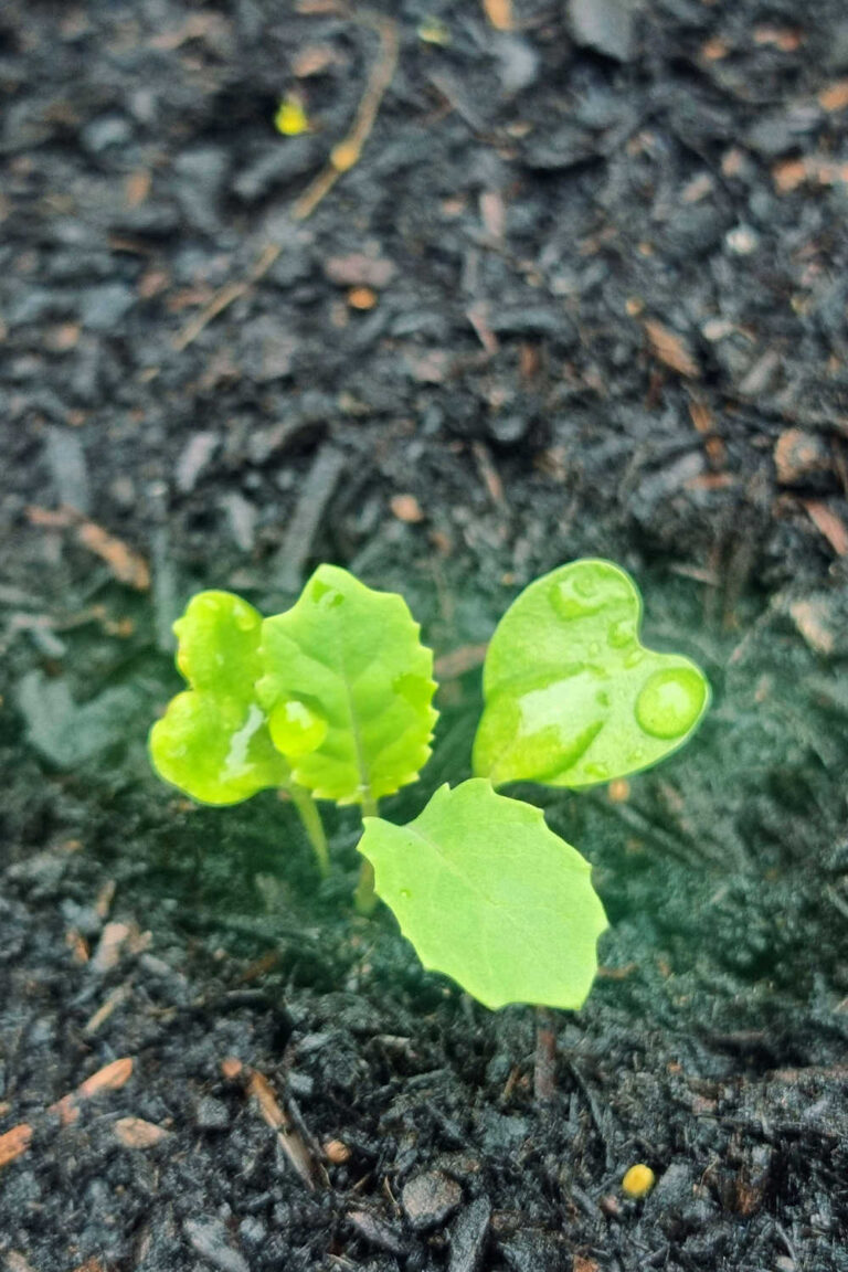 Growing Collard Greens From Stems And Seeds