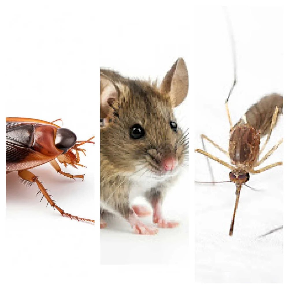 Natural DIY Pest Control Methods