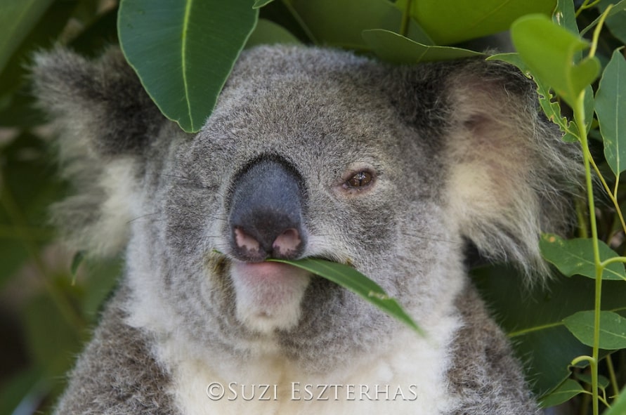 Perezosos versus Koalas The Sloth Conservation Foundation