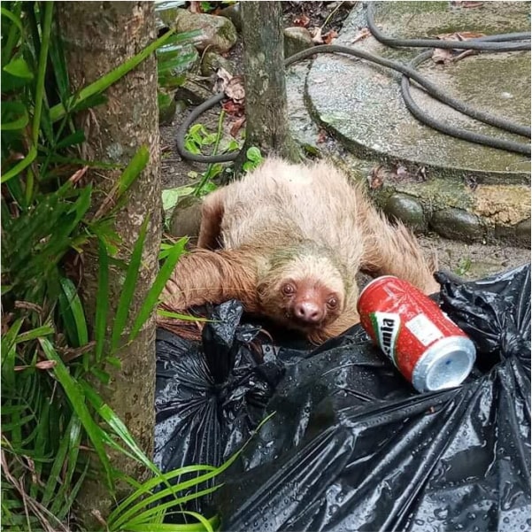 11. Sloths and Human Relations The Sloth Conservation Foundation