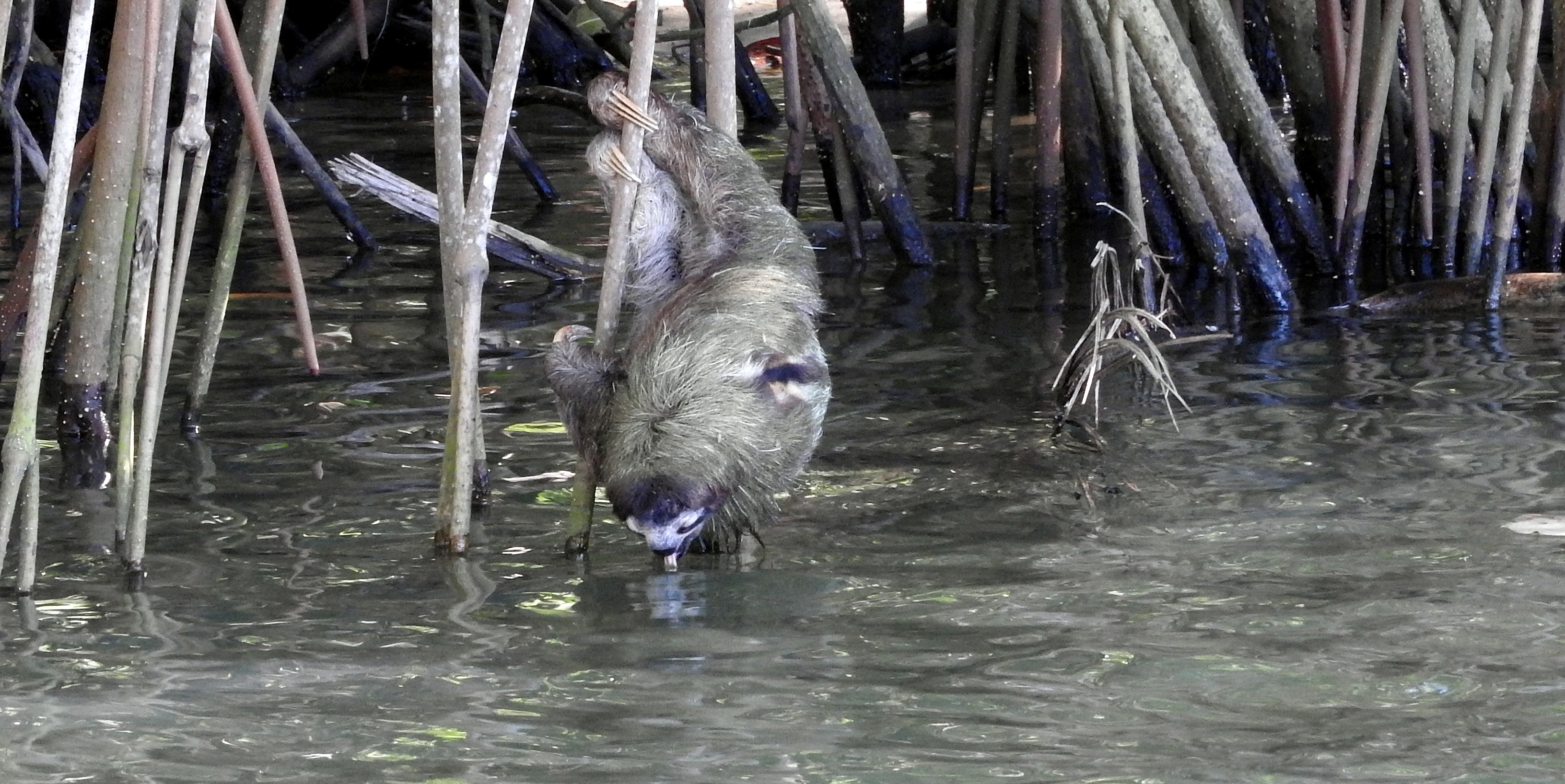Sloths hanging out for a drink The Sloth Conservation Foundation