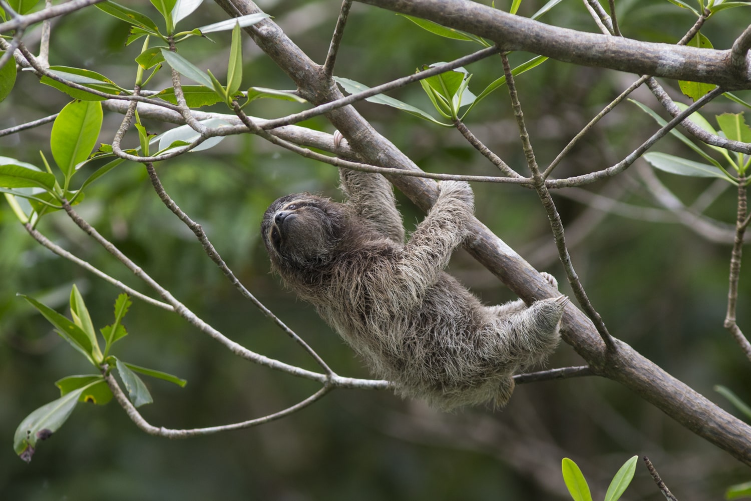 The Pygmy Sloth The Sloth Conservation Foundation