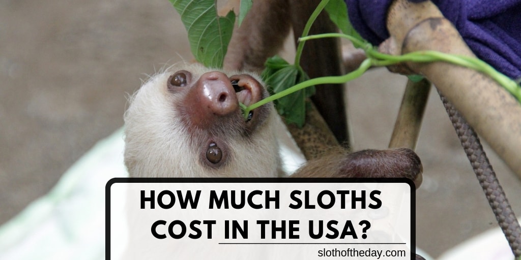 Can A Sloth Lover Own A Sloth in The USA? Sloth Of The Day