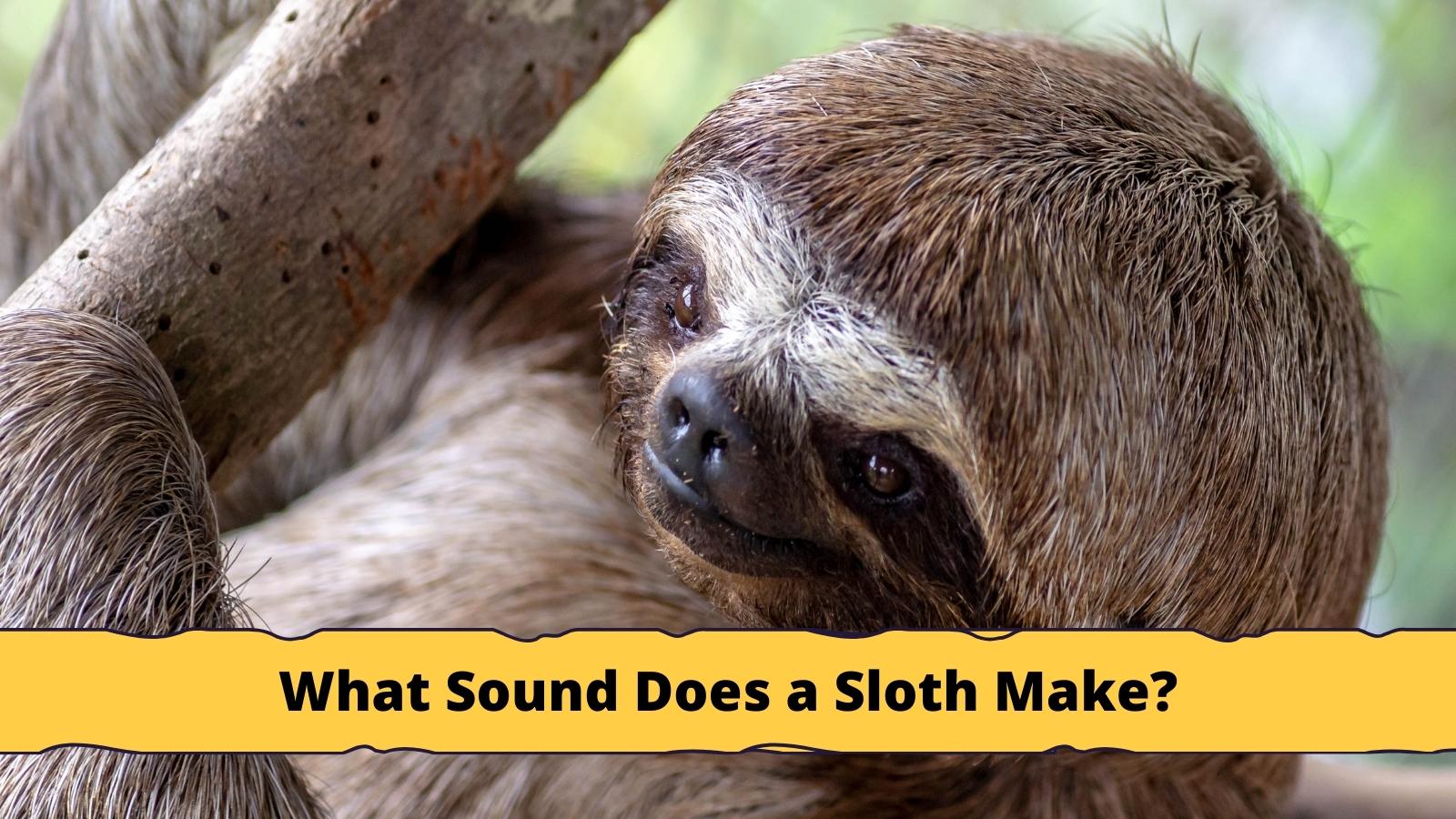 What Sound Does a Sloth Make Video Sloth Of The Day