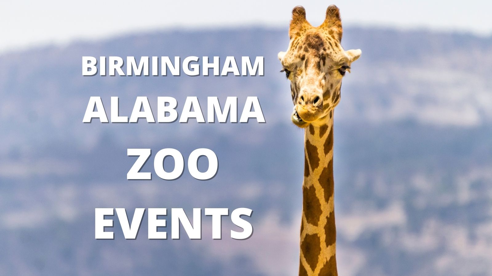 Sloths at The Birmingham Alabama Zoo Sloth Of The Day