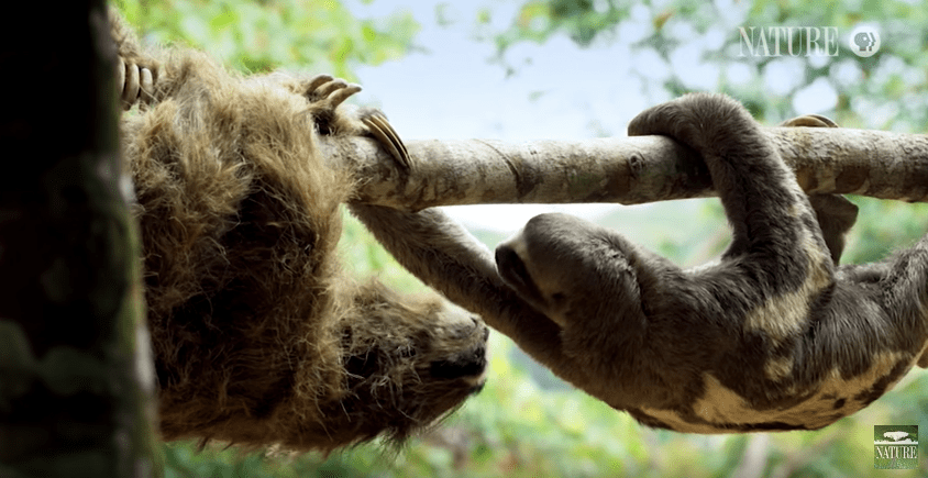 Sloths.com.au - Page 2 of 70