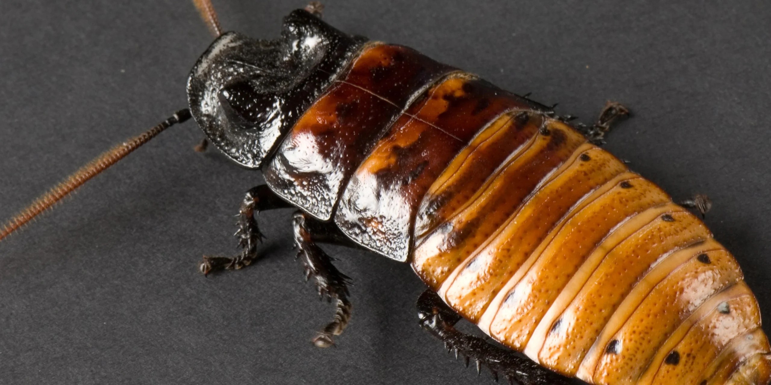 Services Slough Pest Control