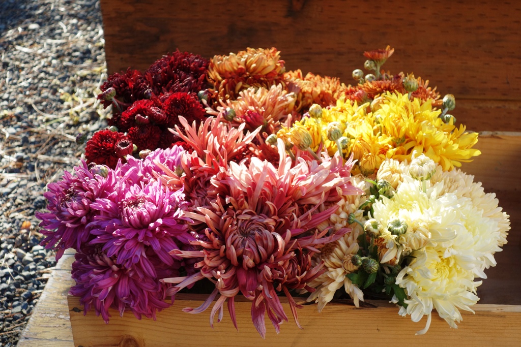 It's "Mumtember" Check out the Best Mums for Cut Flowers SlowFlowers