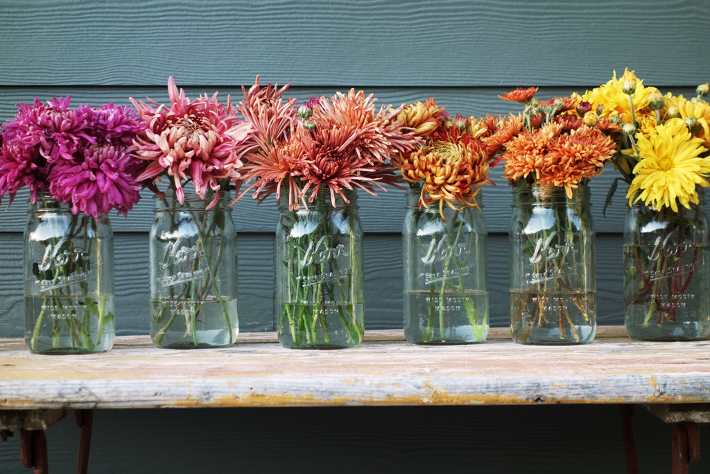 It's "Mumtember" Check out the Best Mums for Cut Flowers SlowFlowers