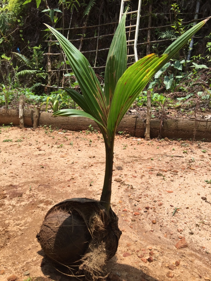Planting a Coconut