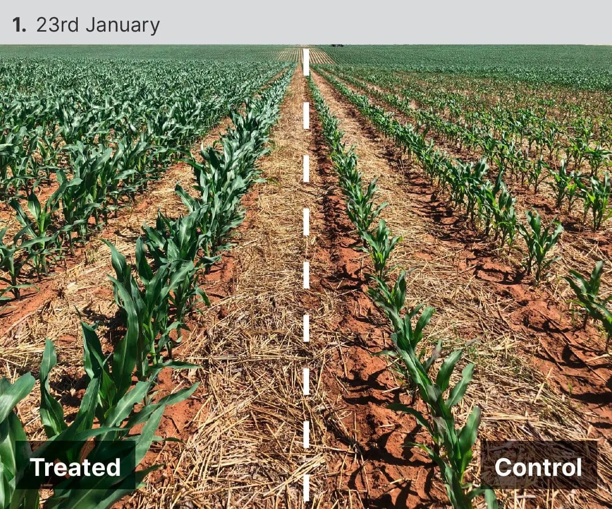 Corn Popup™ Trial SLTEC Fertilizers