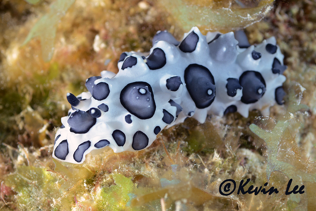 Opisthobranch of the Week is Placida kevinleei