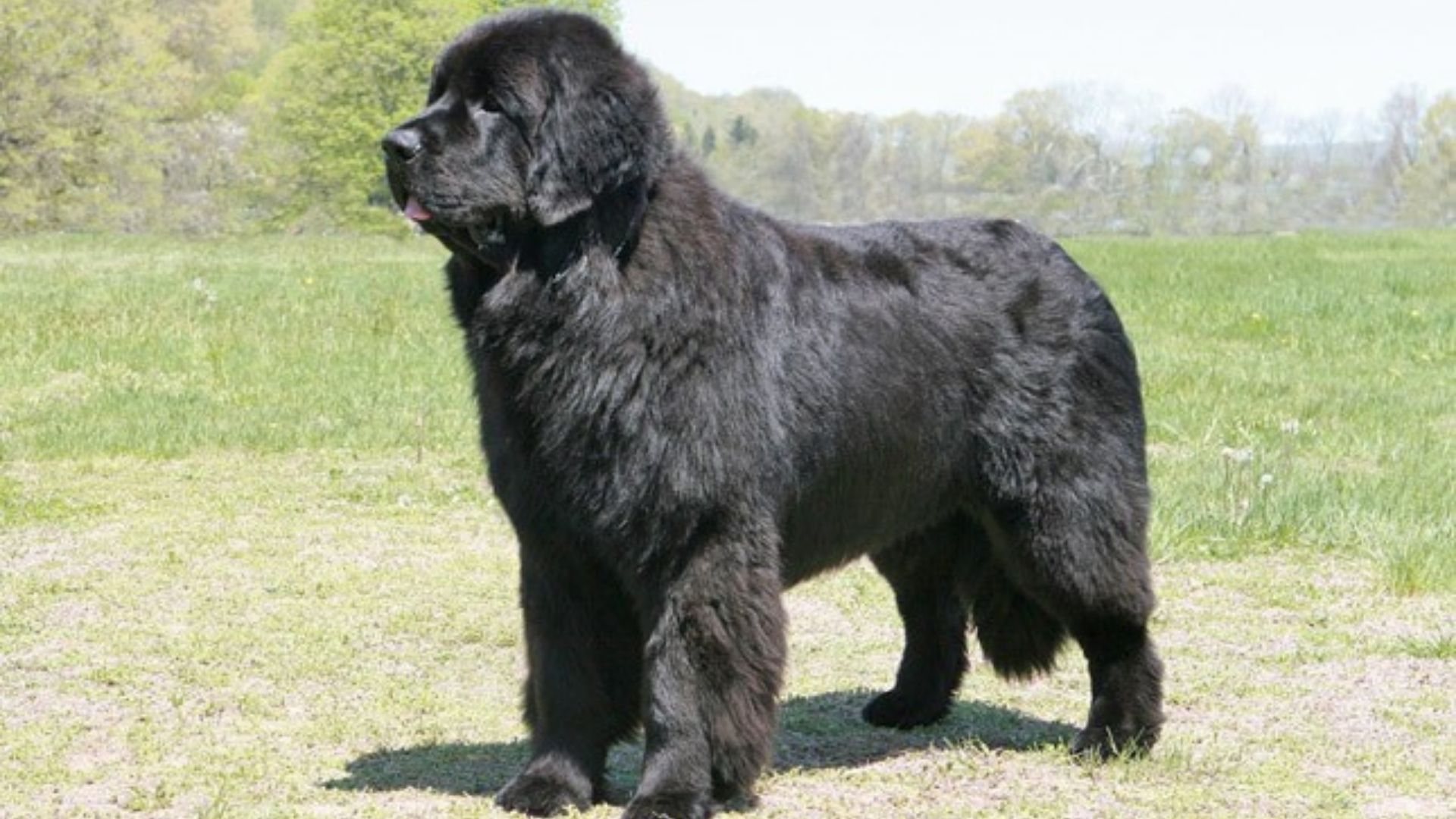 Top 15 Largest Dog Breeds In The World