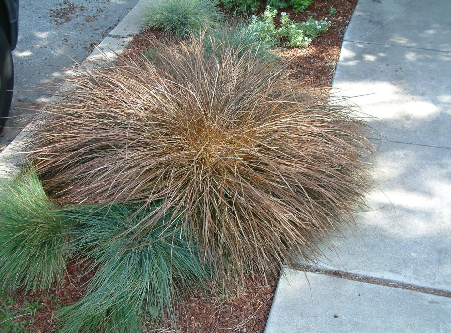 Ornamental Grasses & Clumping Plants