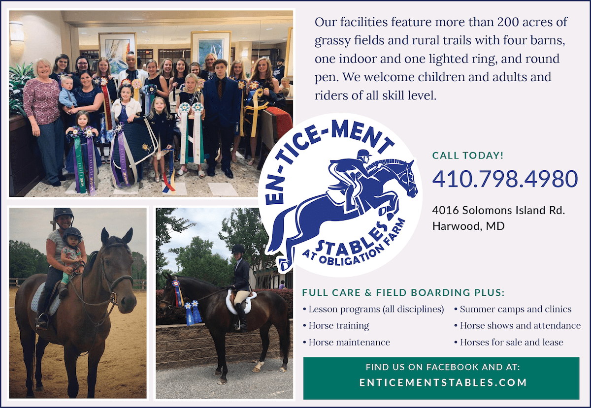 beginner horses for sale in maryland Kati Hilliard