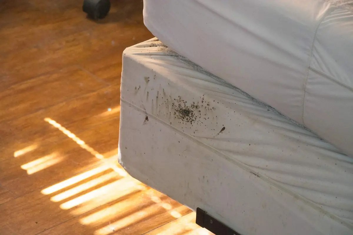 Bypassing Bed Bugs Effective Measures to Prevent Home Infestations Small Business Sense