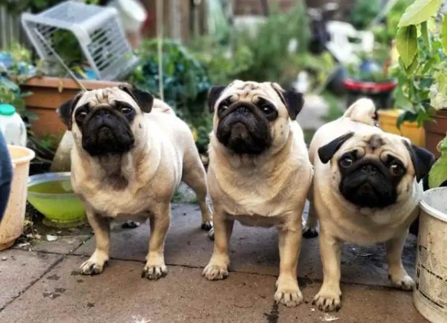 9 Reasons For Pug Aggression [Signs & Fix]