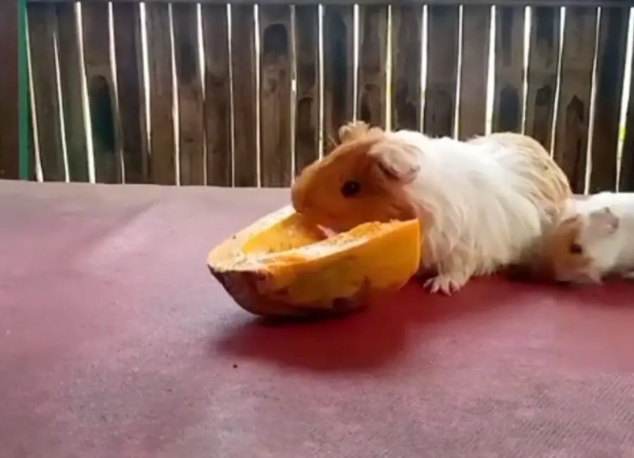 Can Guinea Pigs Eat Papaya [How To Feed]