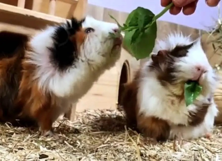 Can Guinea Pigs Eat Basil [How To Feed]