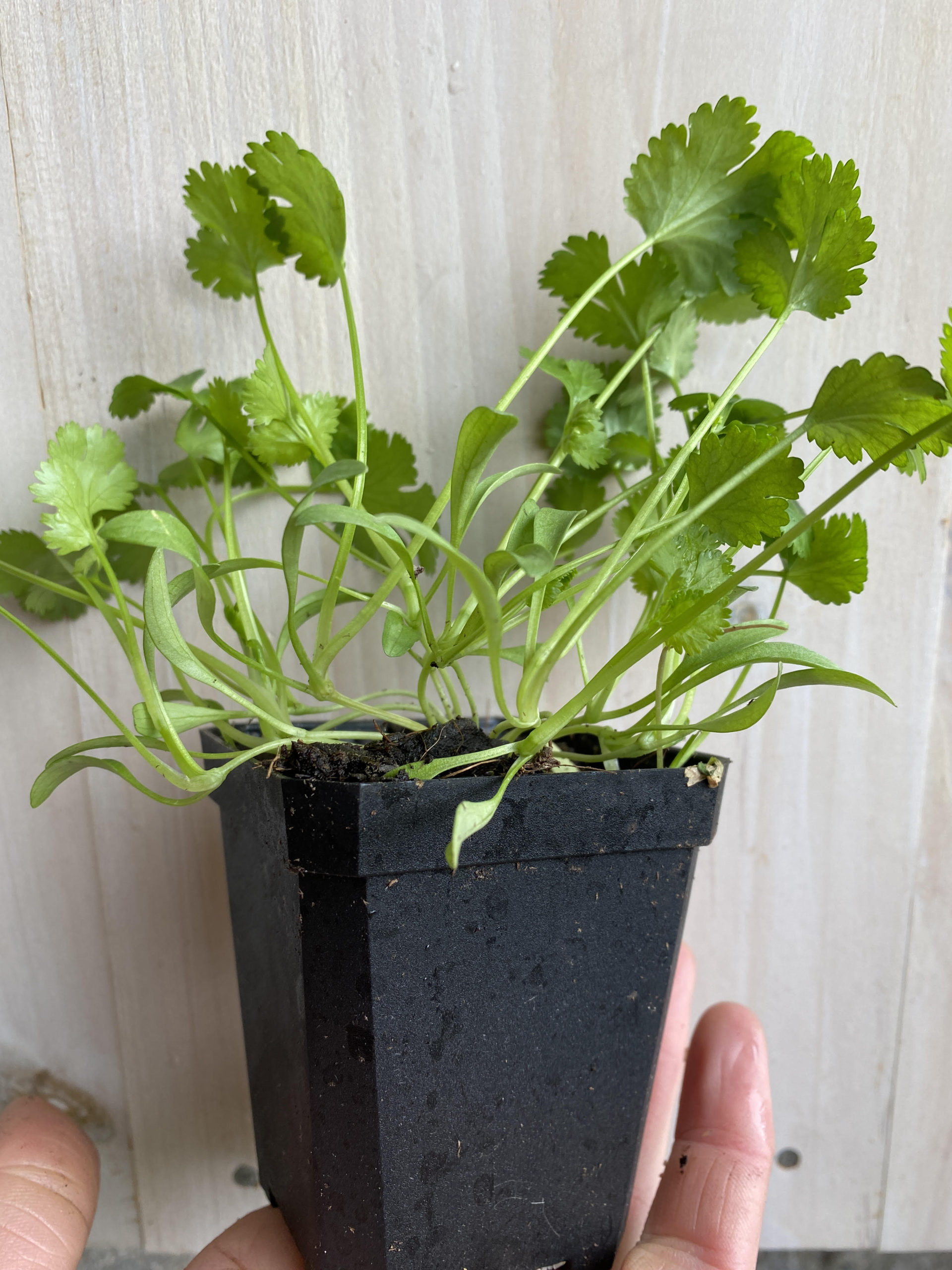 Potted Cilantro Plant