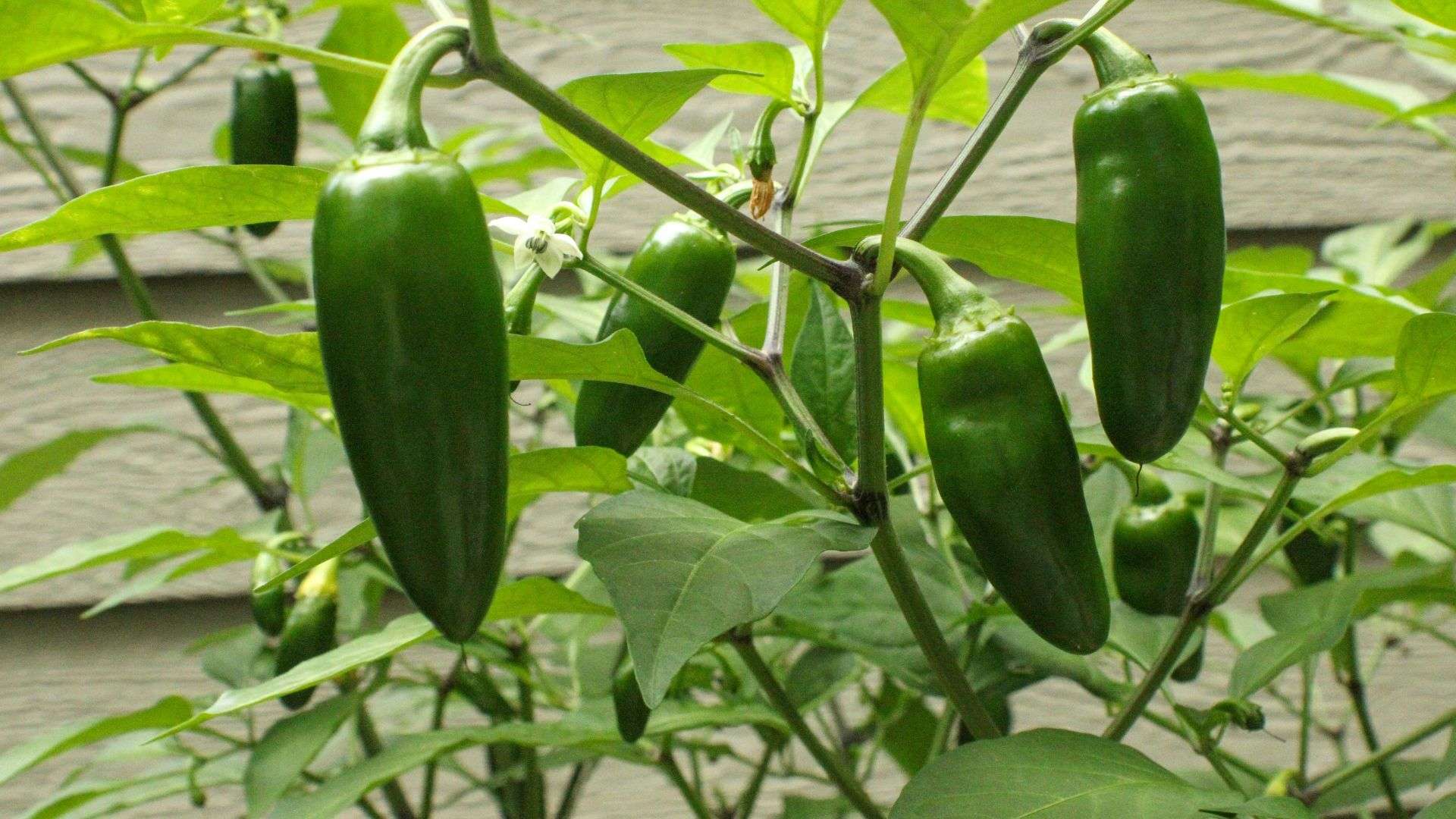 How To Grow Jalapenos 6 Effective Tips & Tricks Small Axe Peppers