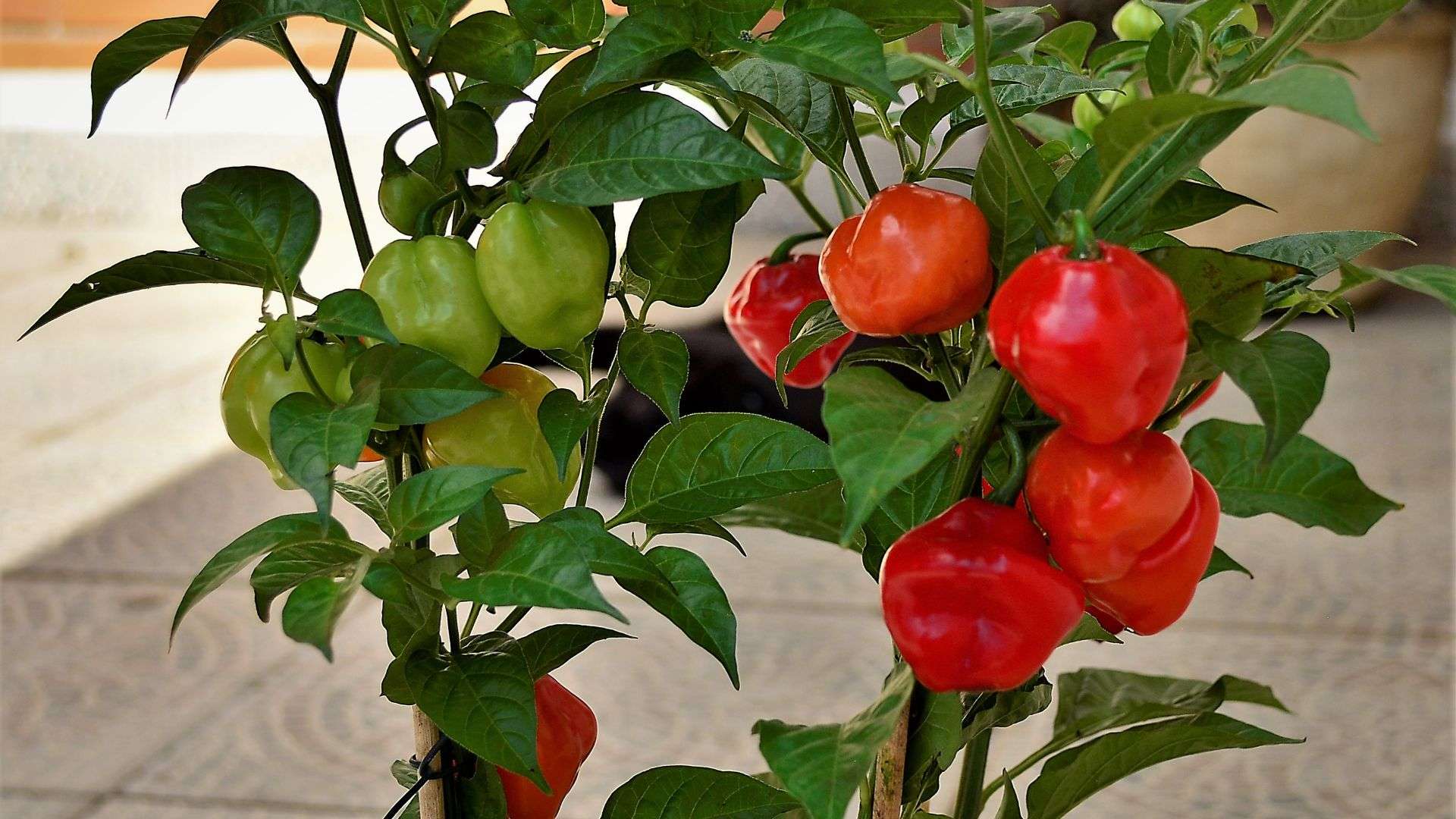 How to Grow Habanero Peppers The Advice You Want To Listen To Small