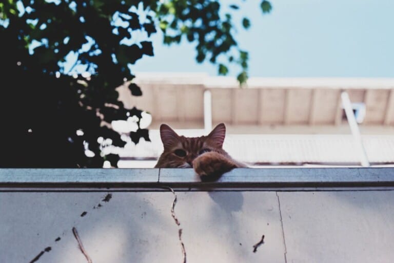 9 Tips to Keep Your Cats off the Balcony Railing Small Balcony Design