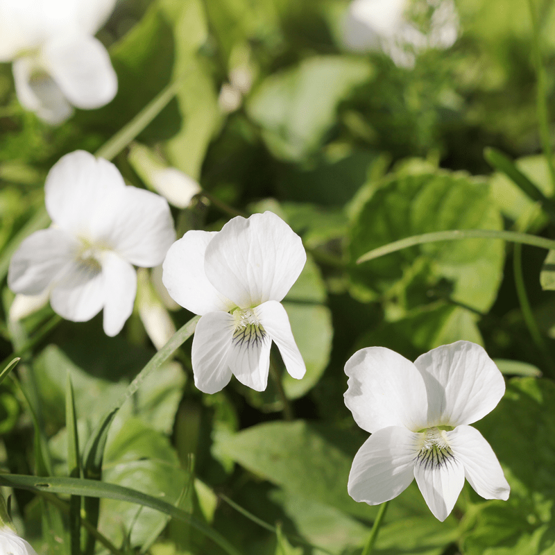 Viola odorata 'Alba' (White Sweet Violet) The Small Batch Nursery