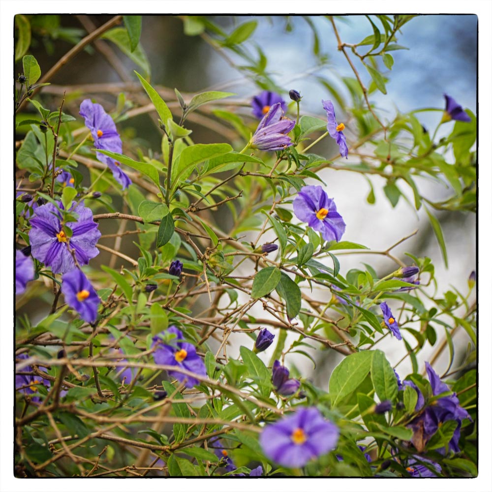 a week of flowers Cornwall in Colours