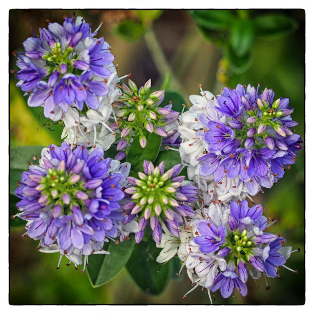 a week of flowers Cornwall in Colours
